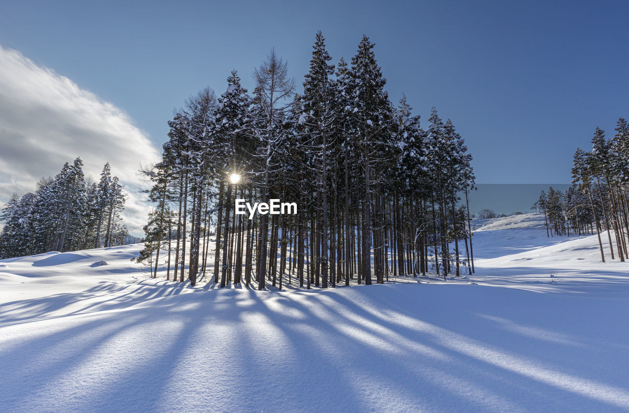 trees on snow covered field