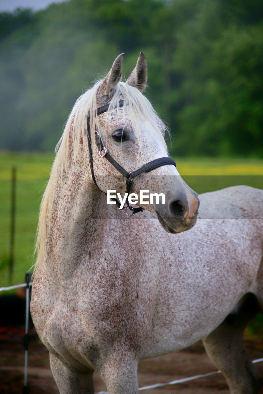 Spotted white horse at ranch