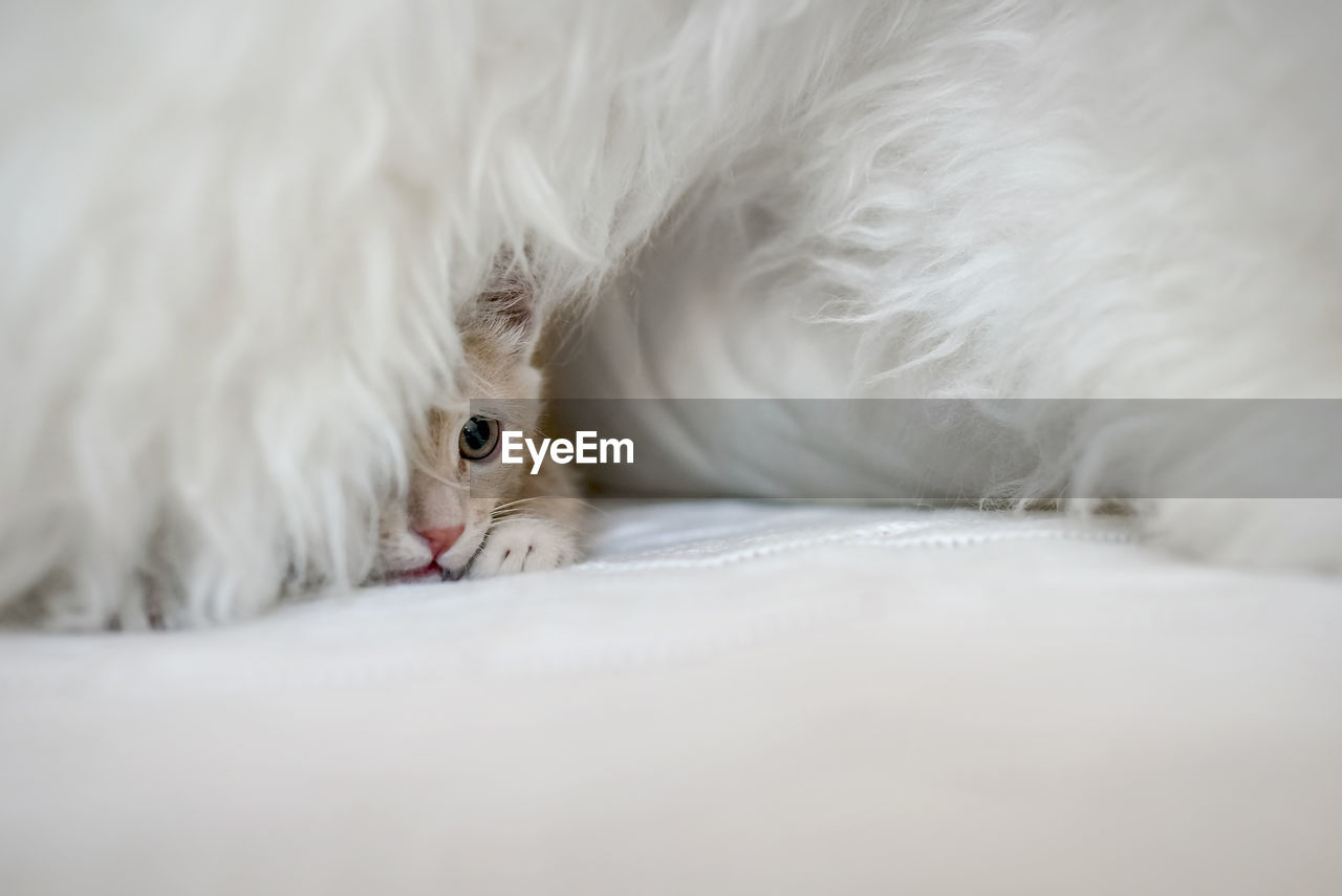 Cute scared kitten is playing hide and seek on the bed in blanket 