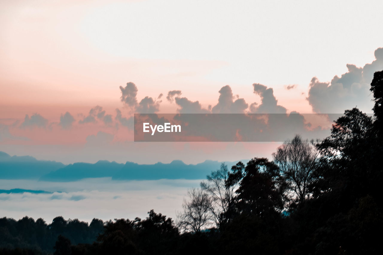 SILHOUETTE TREES AGAINST SKY DURING SUNSET