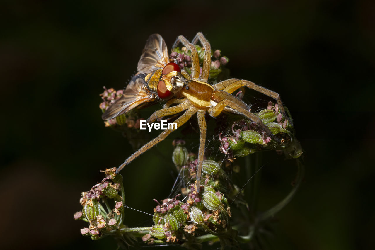 Macro shot of raft spider dolomedes fimbriatus with cobweb eating prey insect on blooming flower in nature with black background