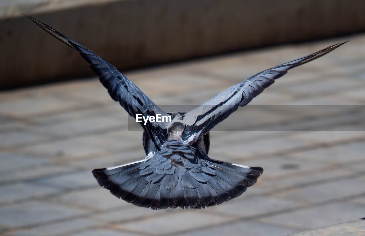 bird, animal, wing, animal themes, flying, animal wildlife, spread wings, wildlife, no people, animal wing, animal body part, day, one animal, focus on foreground, blue, nature, outdoors, close-up, wood