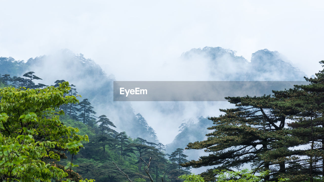 SCENIC VIEW OF TREES AGAINST SKY