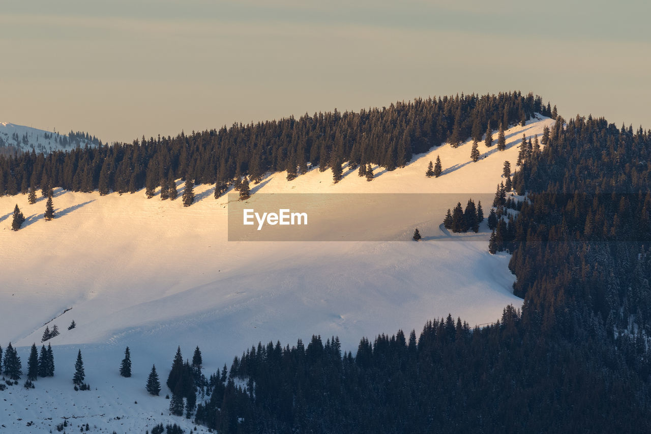 Panoramic view of pine trees on snow covered landscape against sky