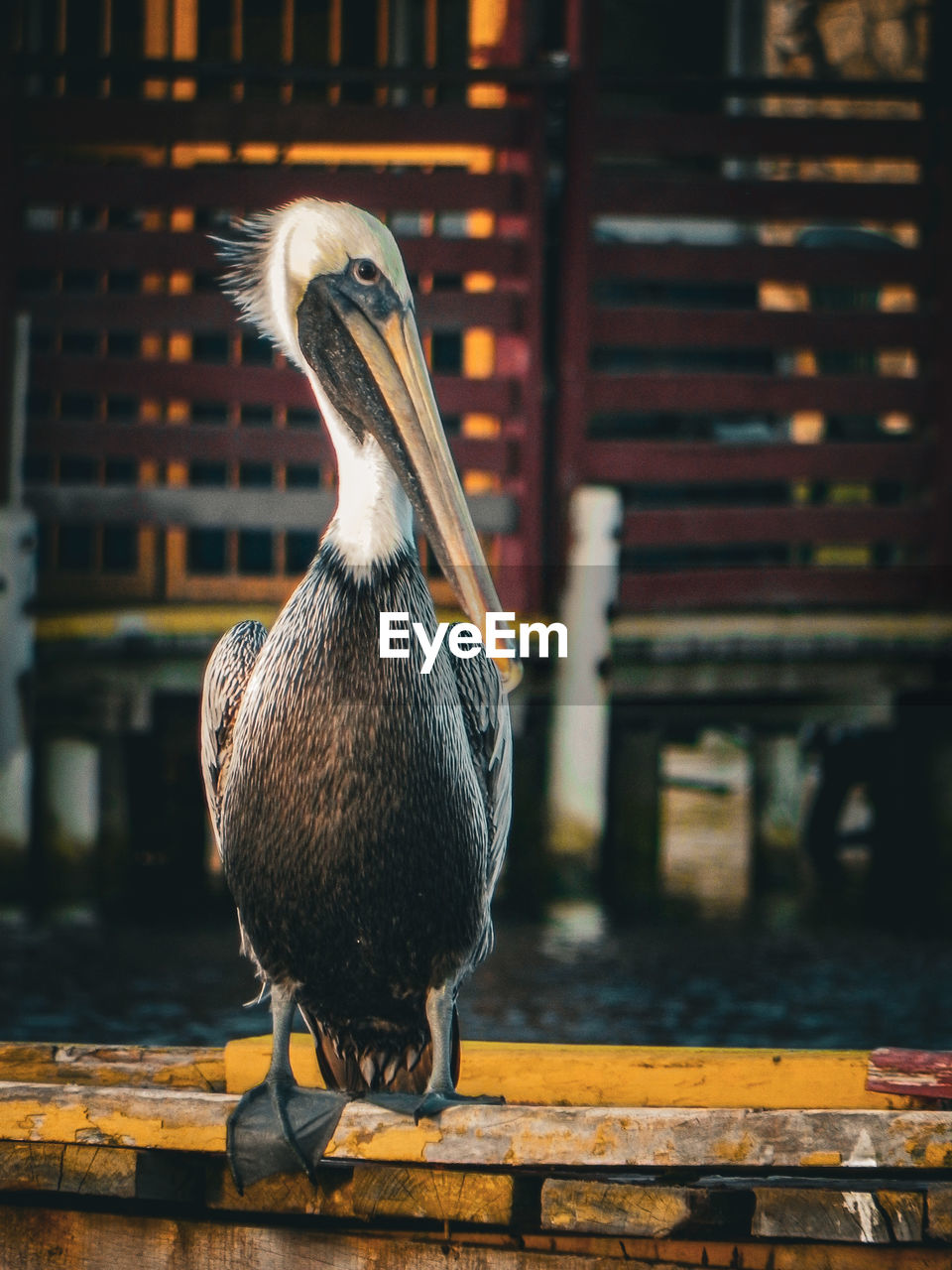 Close-up of pelican