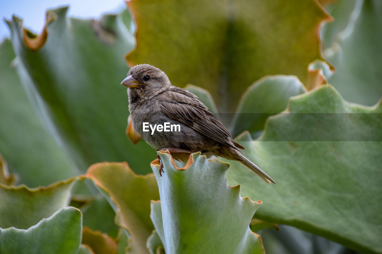 bird perching on plant