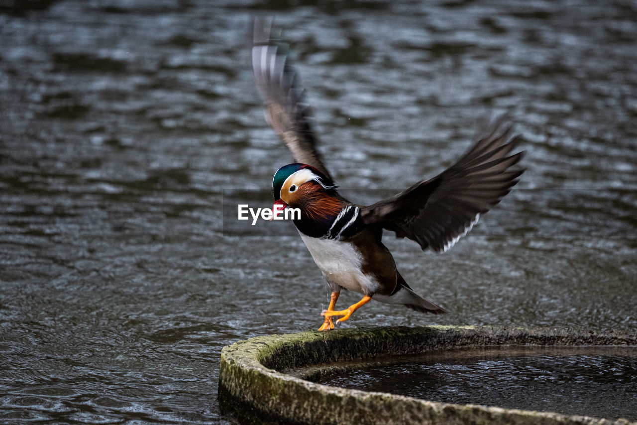 Close-up of mandarin duck in motion