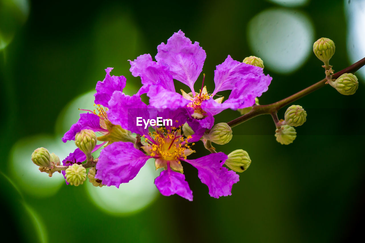 CLOSE-UP OF INSECT ON PURPLE FLOWERING PLANTS