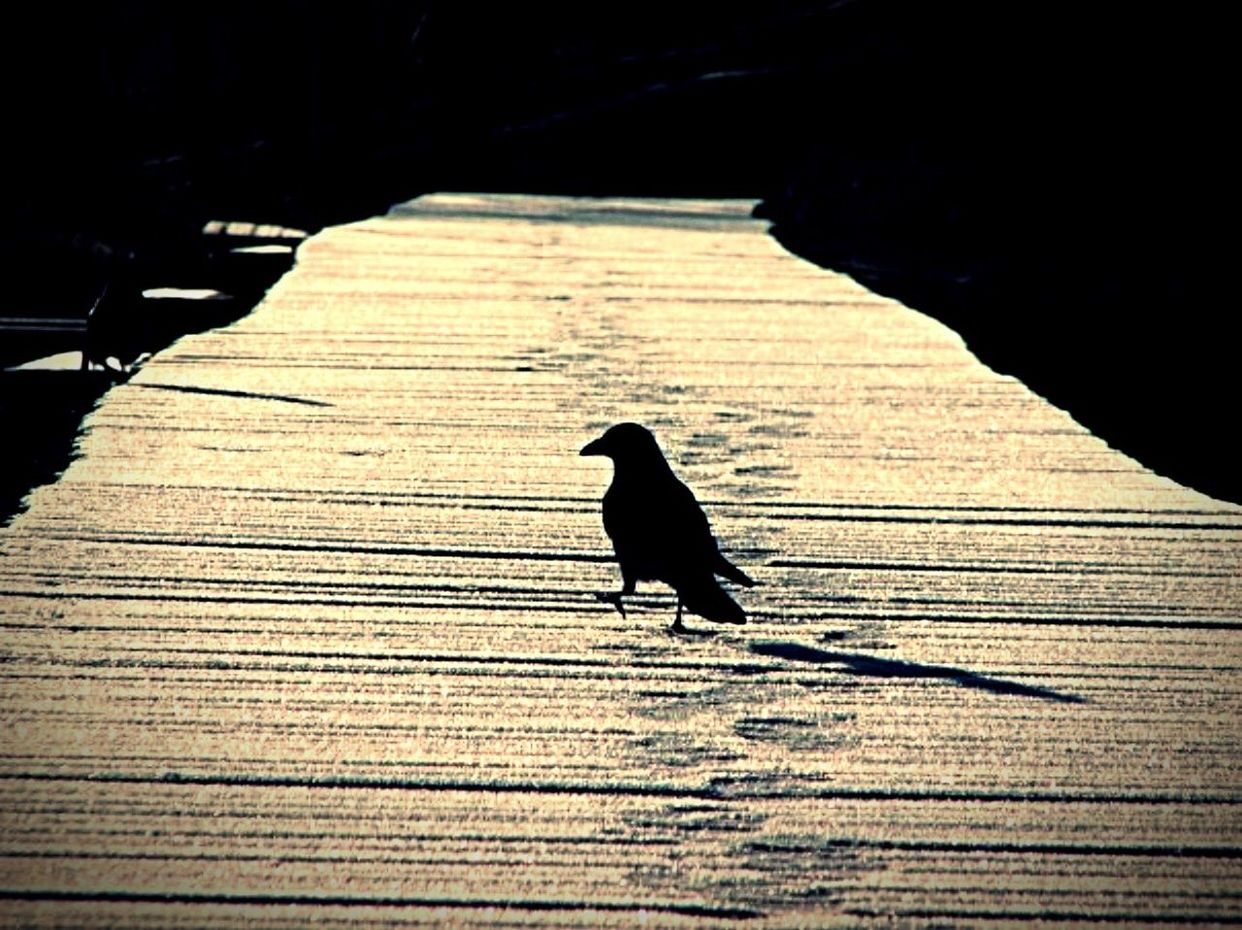 SILHOUETTE BIRD PERCHING ON WOODEN FLOOR