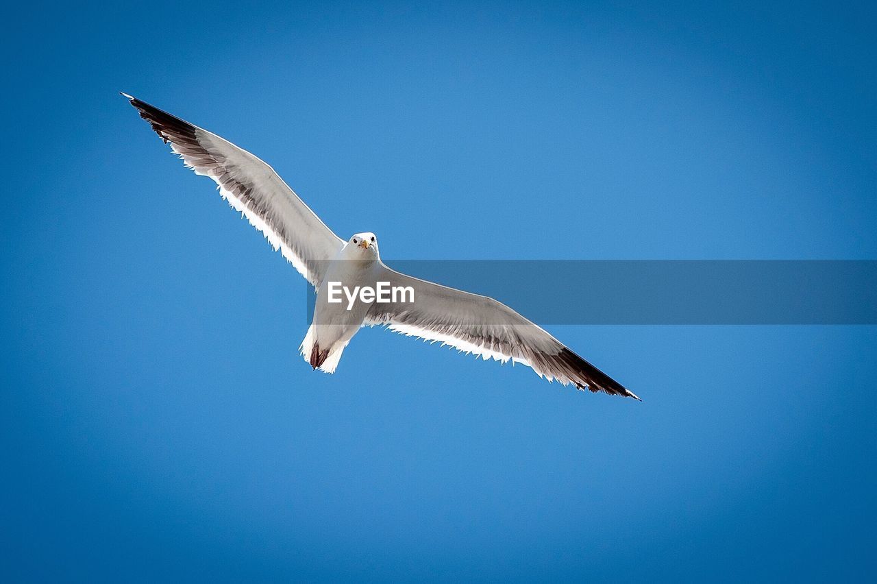 LOW ANGLE VIEW OF SEAGULL FLYING IN SKY