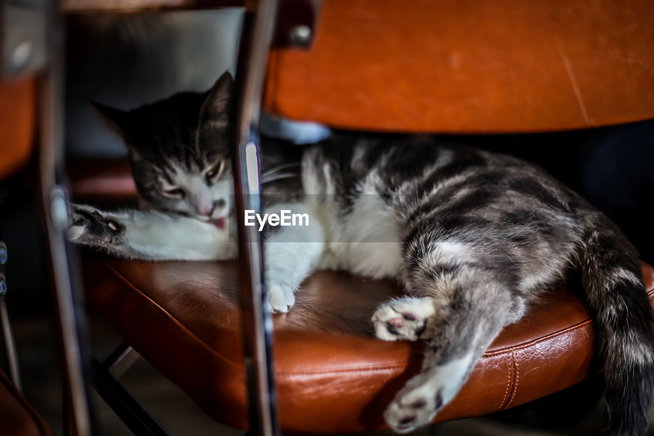 Cat resting on sofa