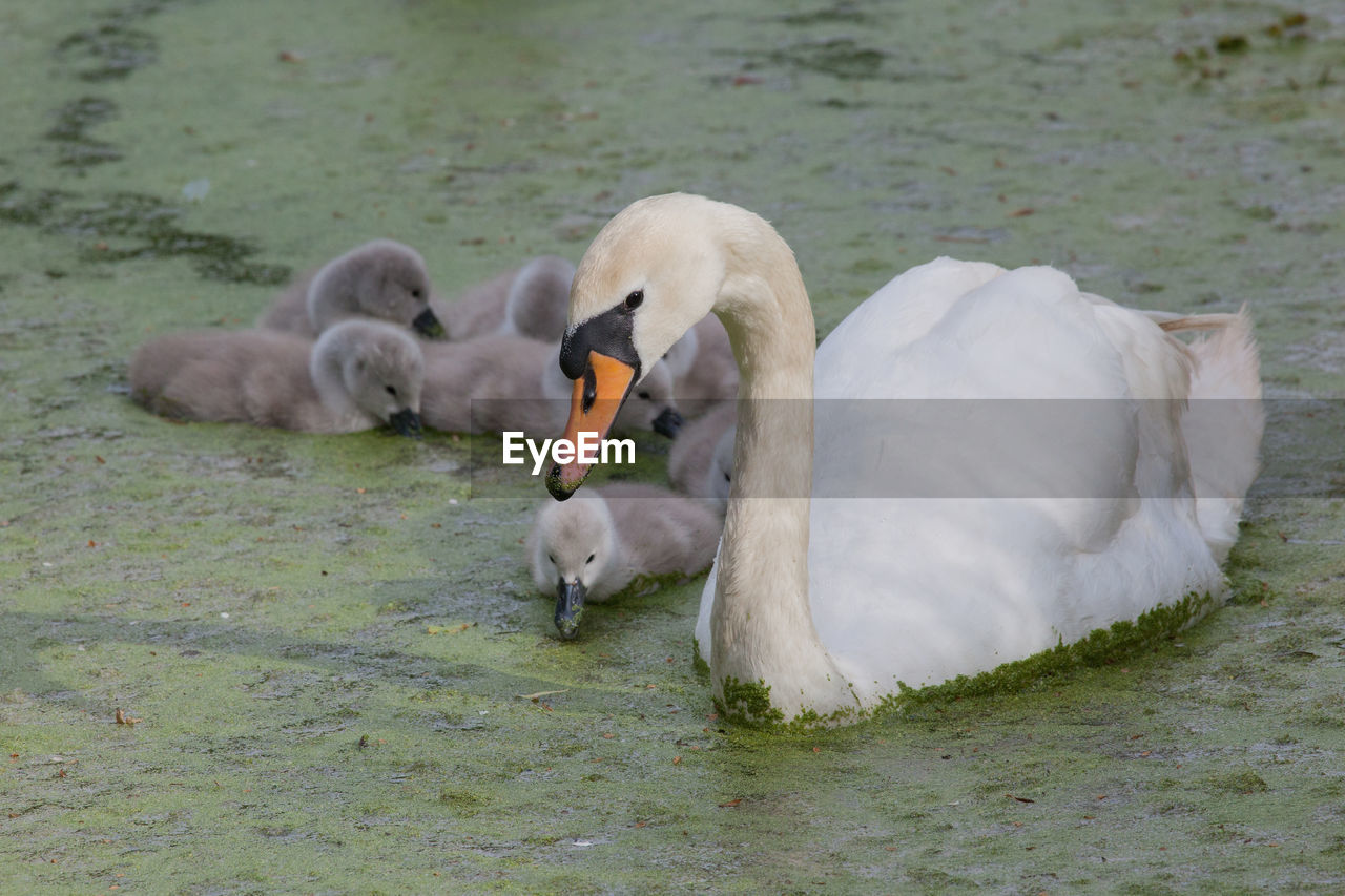 Close-up of mute swan with cygnets in pond