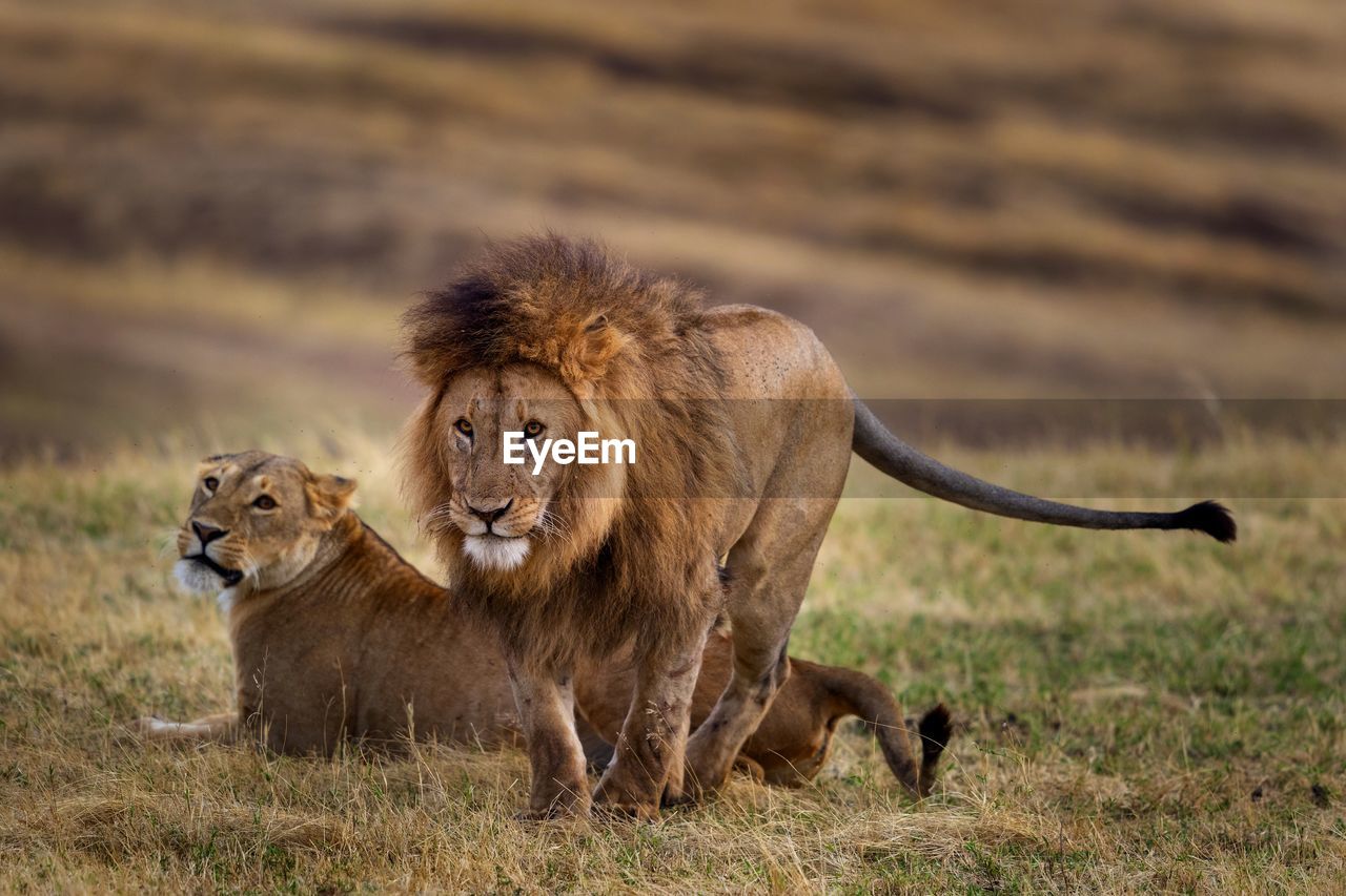 animal, animal themes, mammal, animal wildlife, feline, cat, wildlife, lion - feline, safari, savanna, masai lion, felidae, adventure, big cat, group of animals, grassland, carnivora, no people, two animals, carnivore, animals hunting, mane, nature, grass, lioness, outdoors, day, portrait, young animal