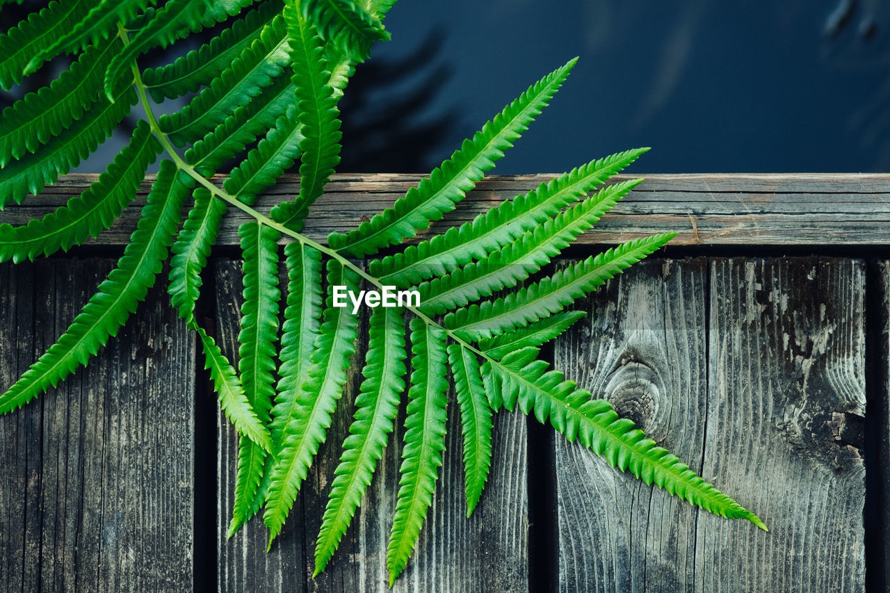 Close-up of fern growing on tree