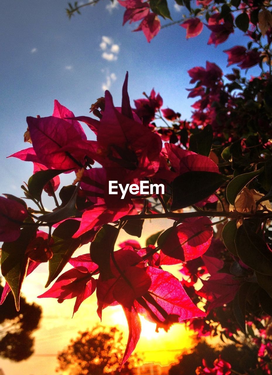 LOW ANGLE VIEW OF RED FLOWERS