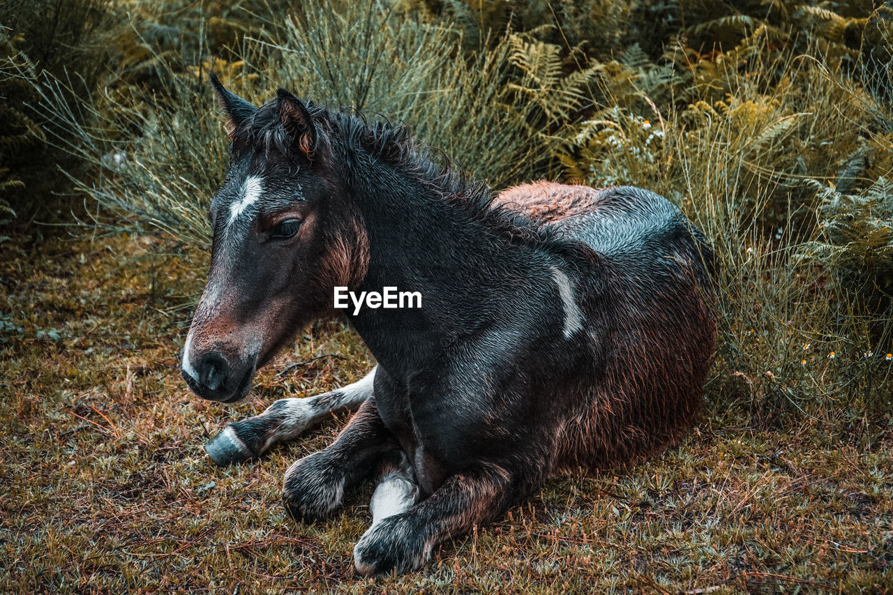 Horse looking away on field