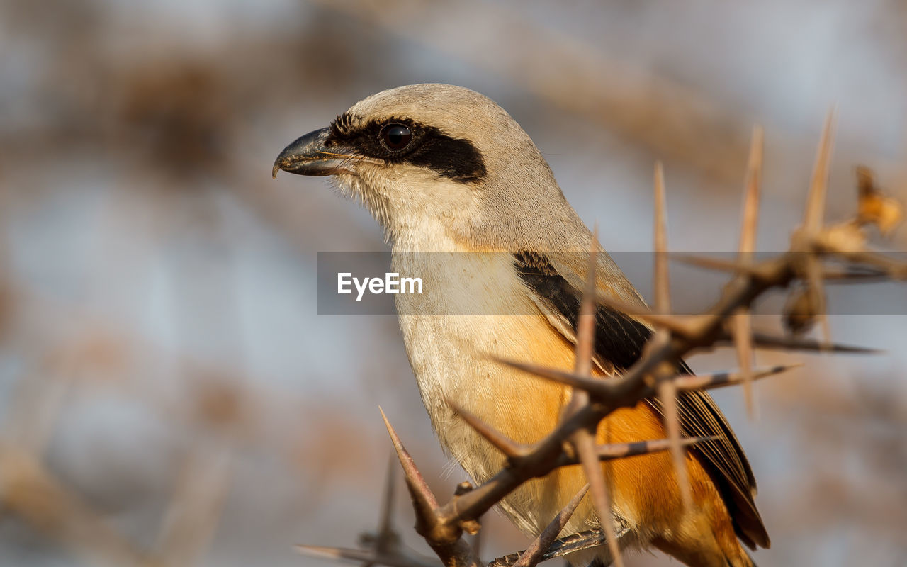 Close-up of bird perching on twig