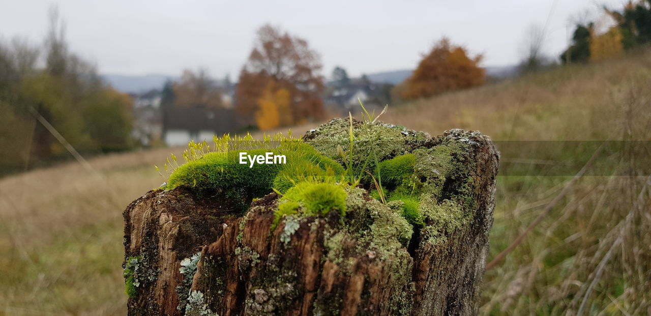 Close-up of tree stump on field