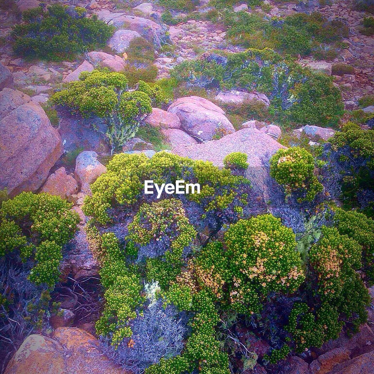 PLANTS GROWING ON TREE