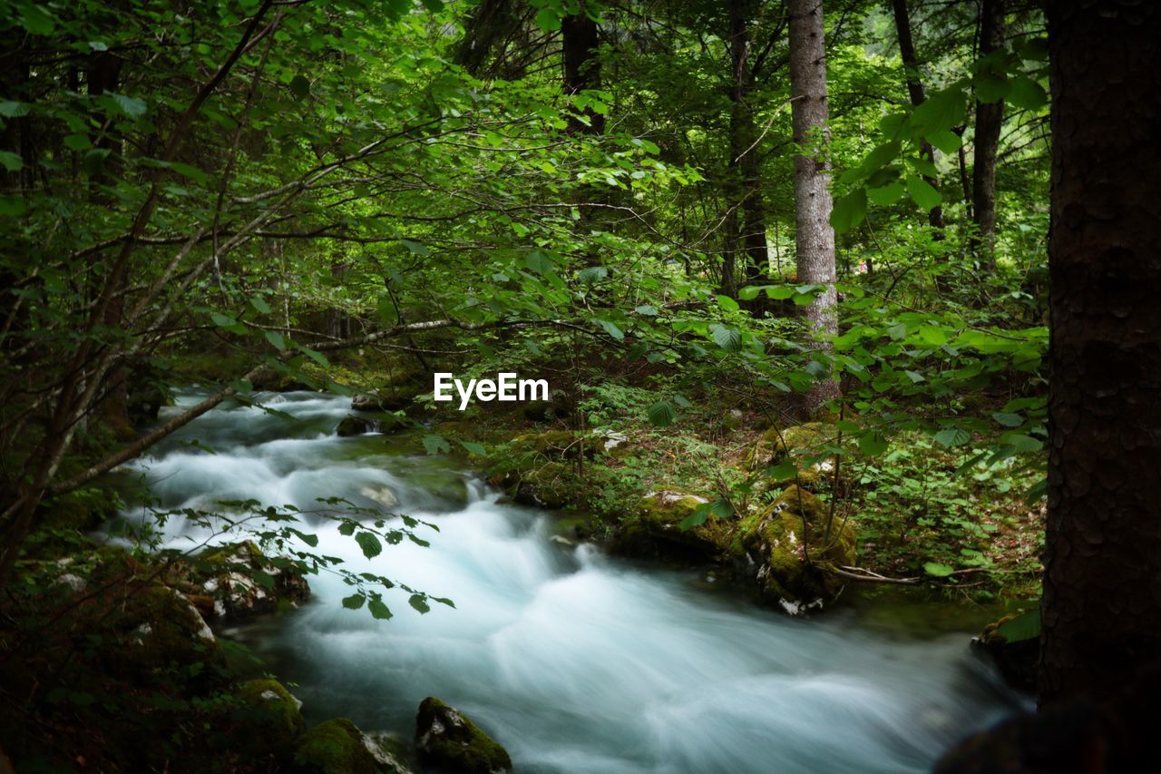 STREAM FLOWING IN FOREST