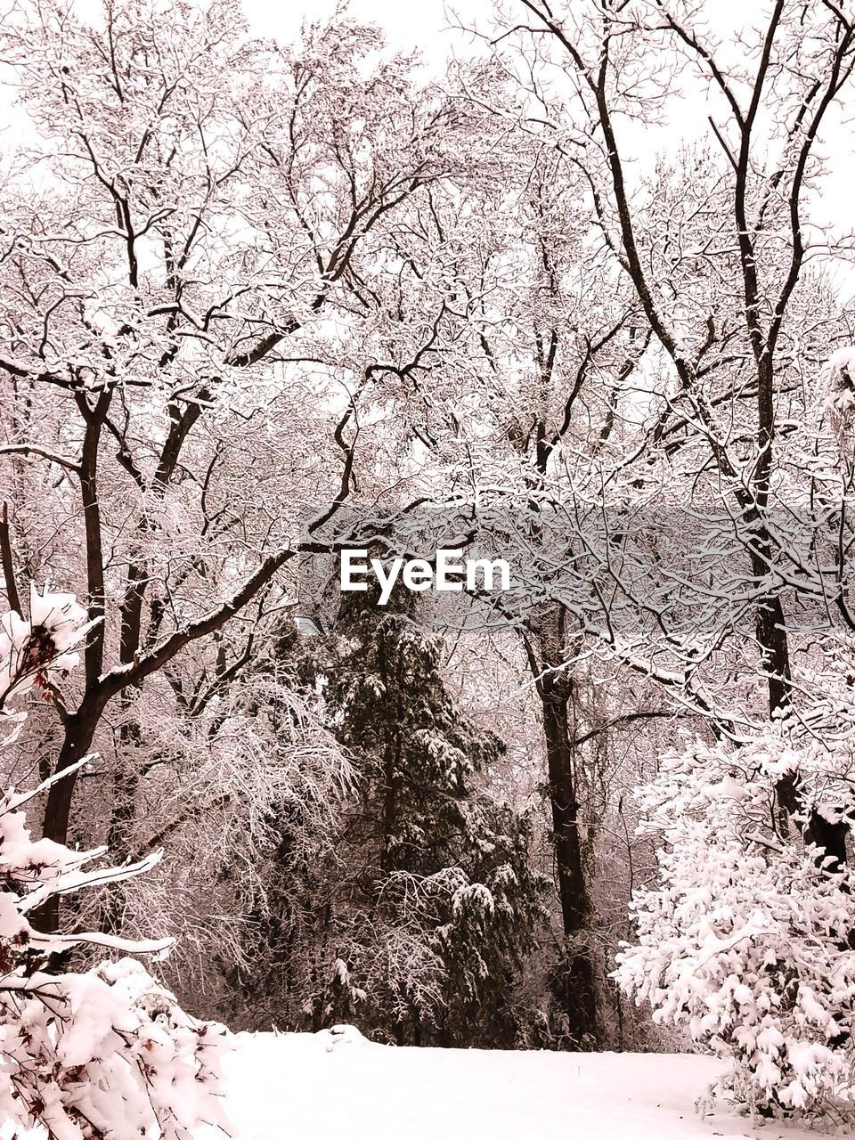 BARE TREES IN SNOW