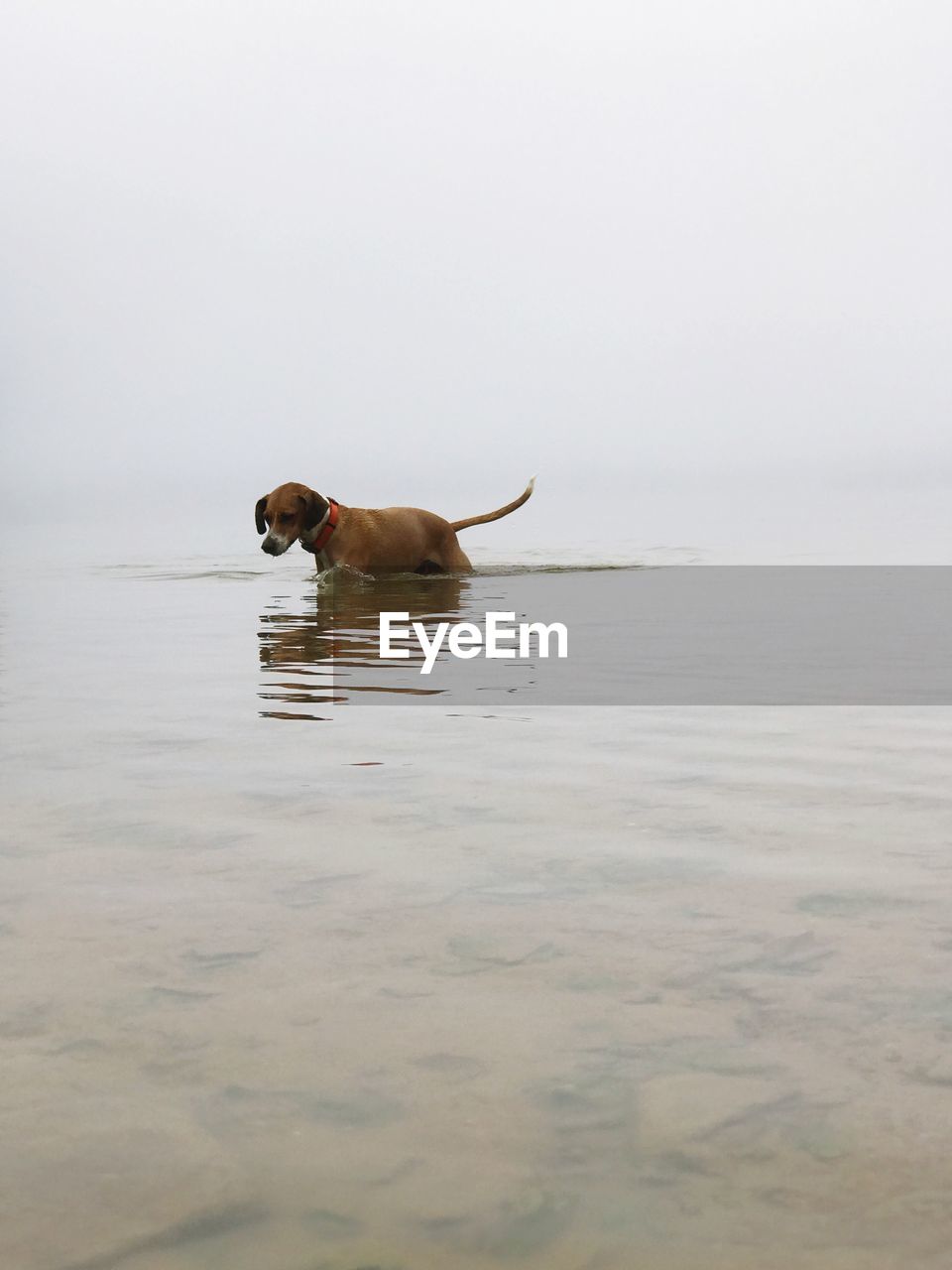 DOG SWIMMING IN WATER AT SHORE AGAINST SKY