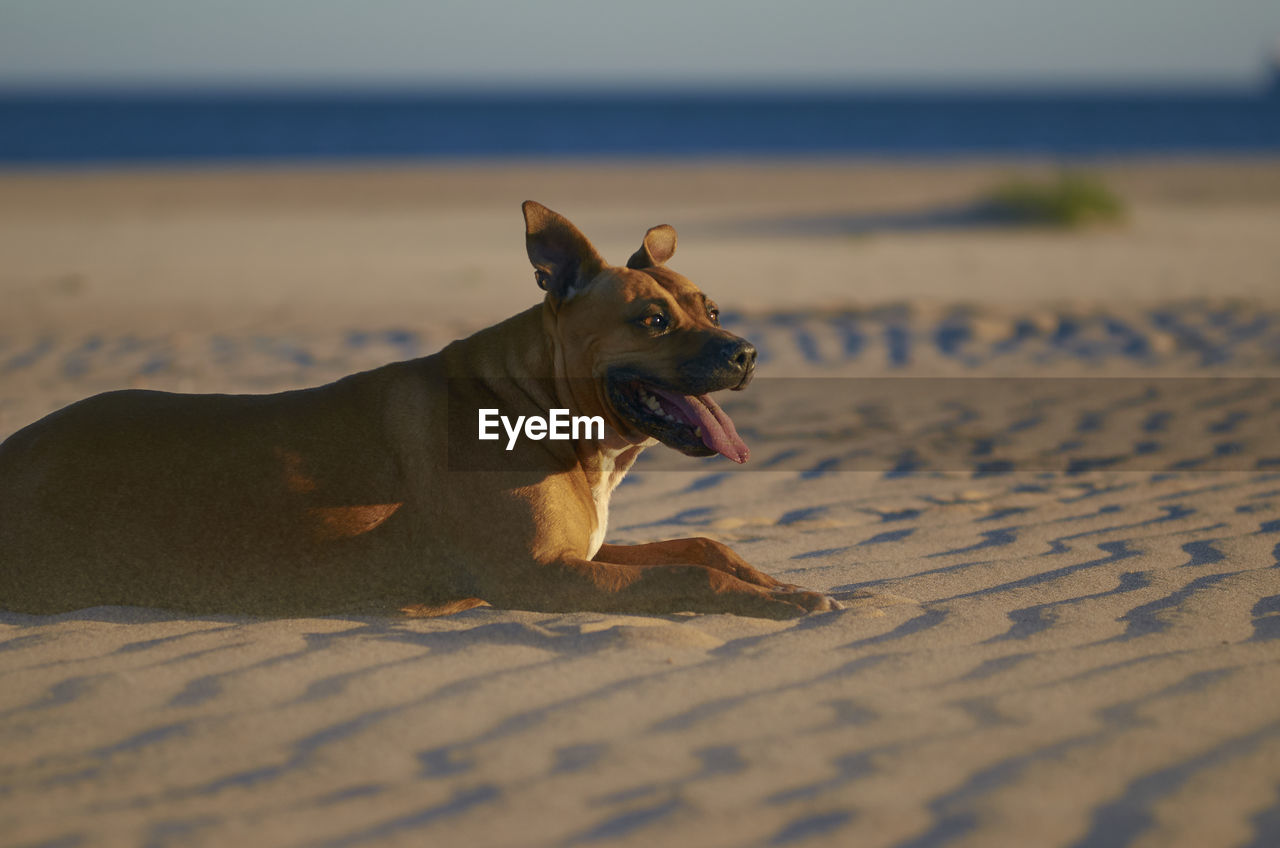 DOG RELAXING ON BEACH