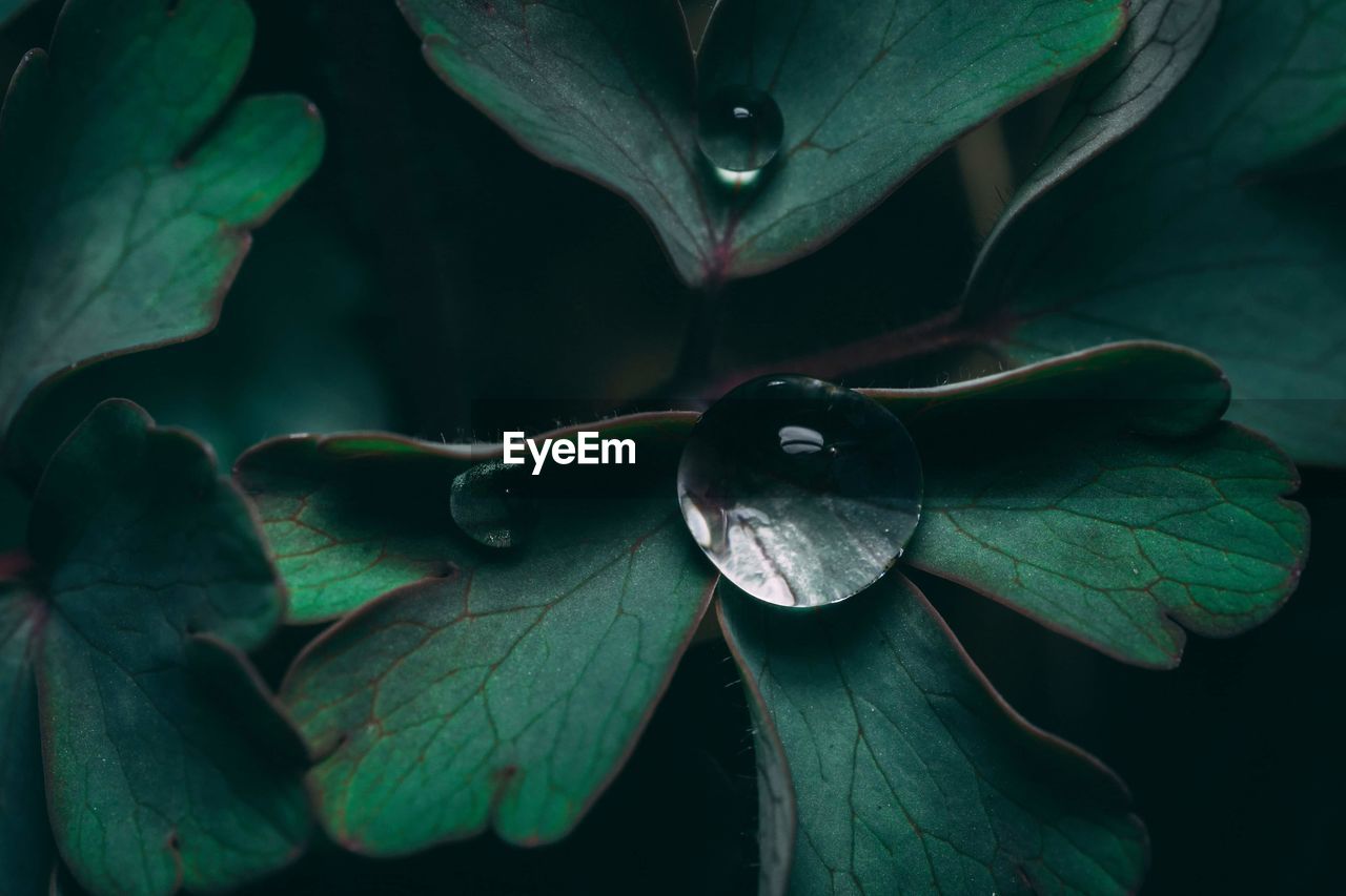 Close-up of raindrops on leaves