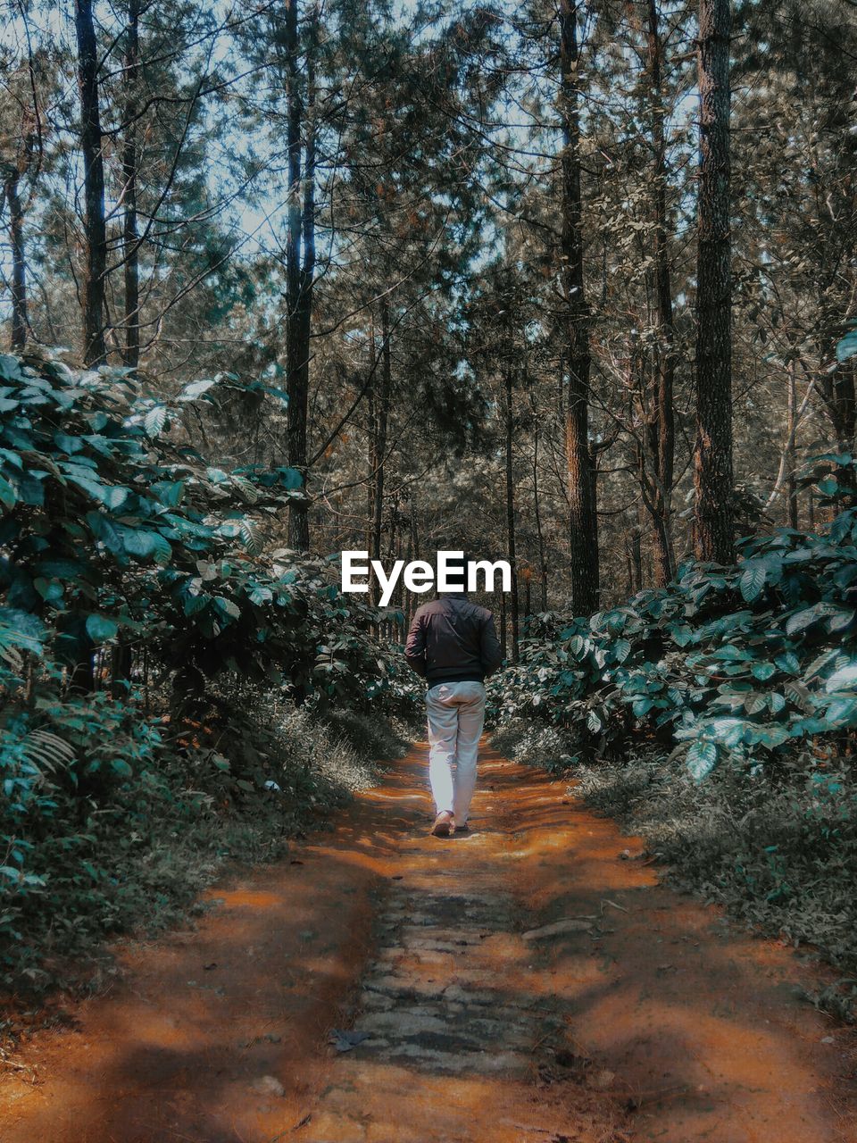 Rear view of man walking on footpath amidst trees in forest