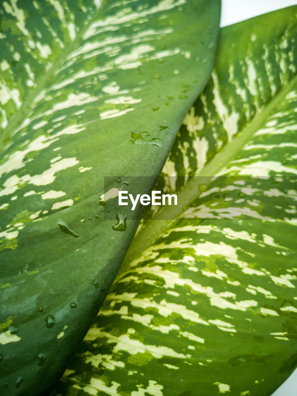 FULL FRAME SHOT OF GREEN LEAVES ON PLANT