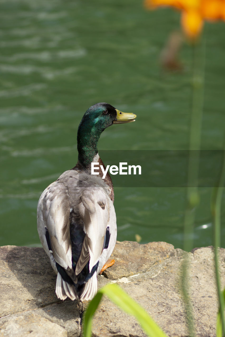 CLOSE-UP OF DUCK PERCHING ON LAKE