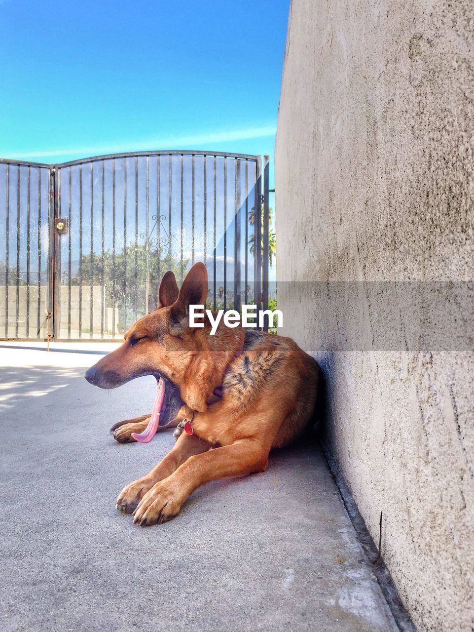 German shepherd yawning while sitting in back yard