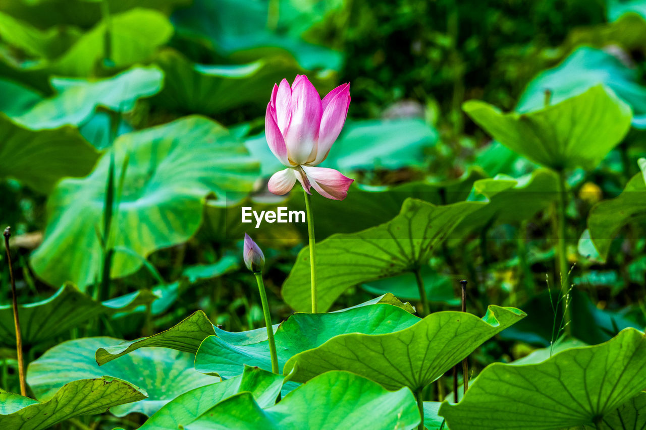 green, plant, leaf, flower, plant part, flowering plant, freshness, beauty in nature, nature, aquatic plant, water lily, close-up, growth, petal, pink, flower head, lotus water lily, fragility, inflorescence, no people, proteales, water, outdoors, garden, lily, wildflower, jungle, springtime, focus on foreground, social issues, environment, pond, botany, day, tropics