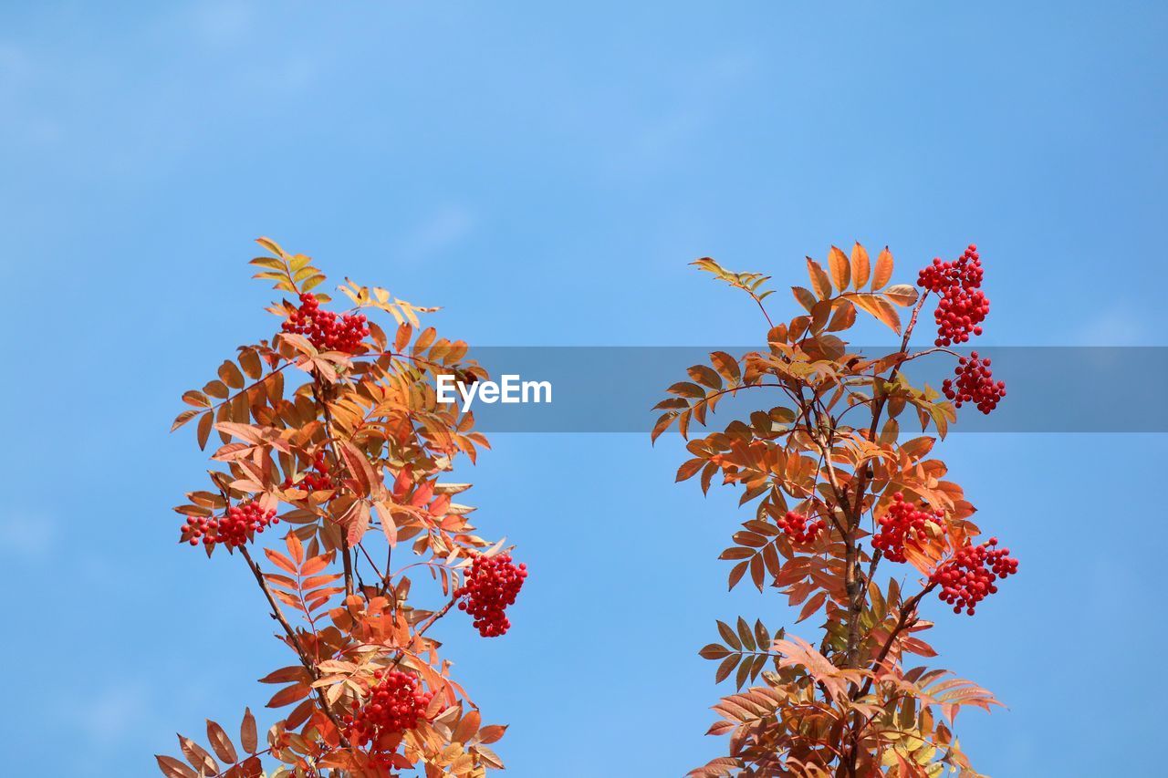 Low angle view of red flowering plant against clear blue sky