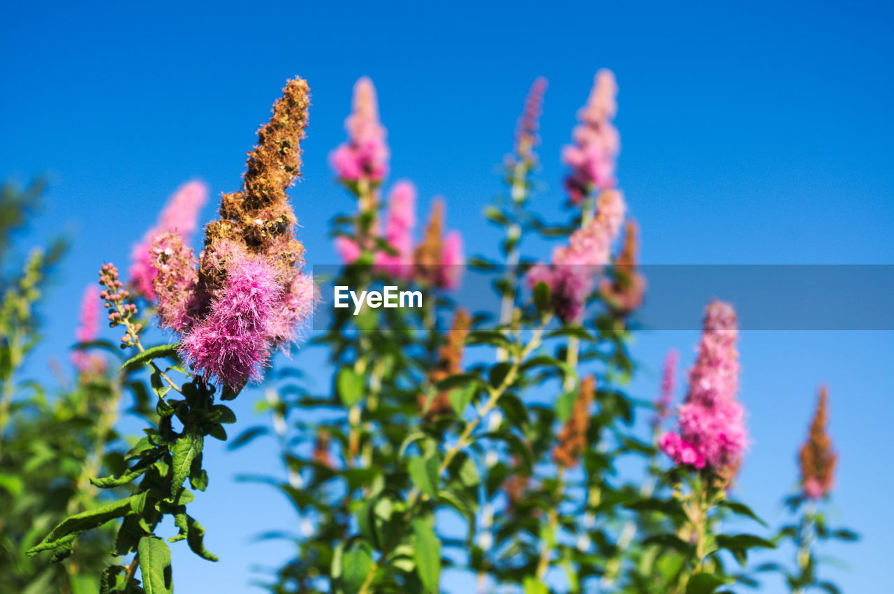 Low angle view of flowers blooming against sky