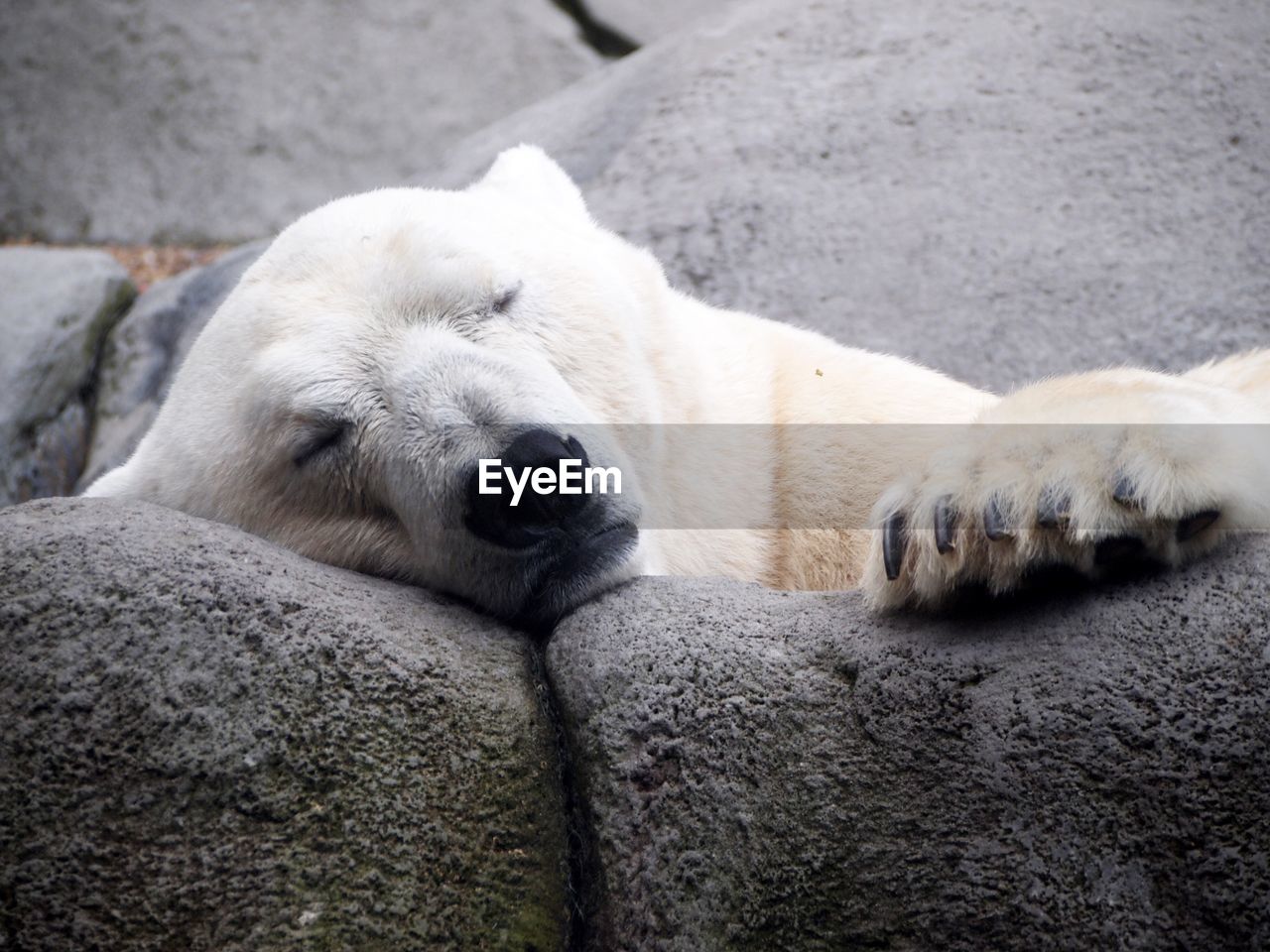 View of polar bear sleeping on rock at zoo
