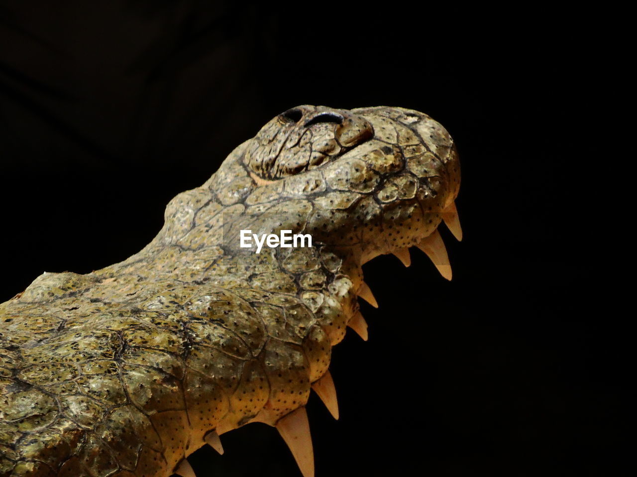 Close-up of crocodile mouth