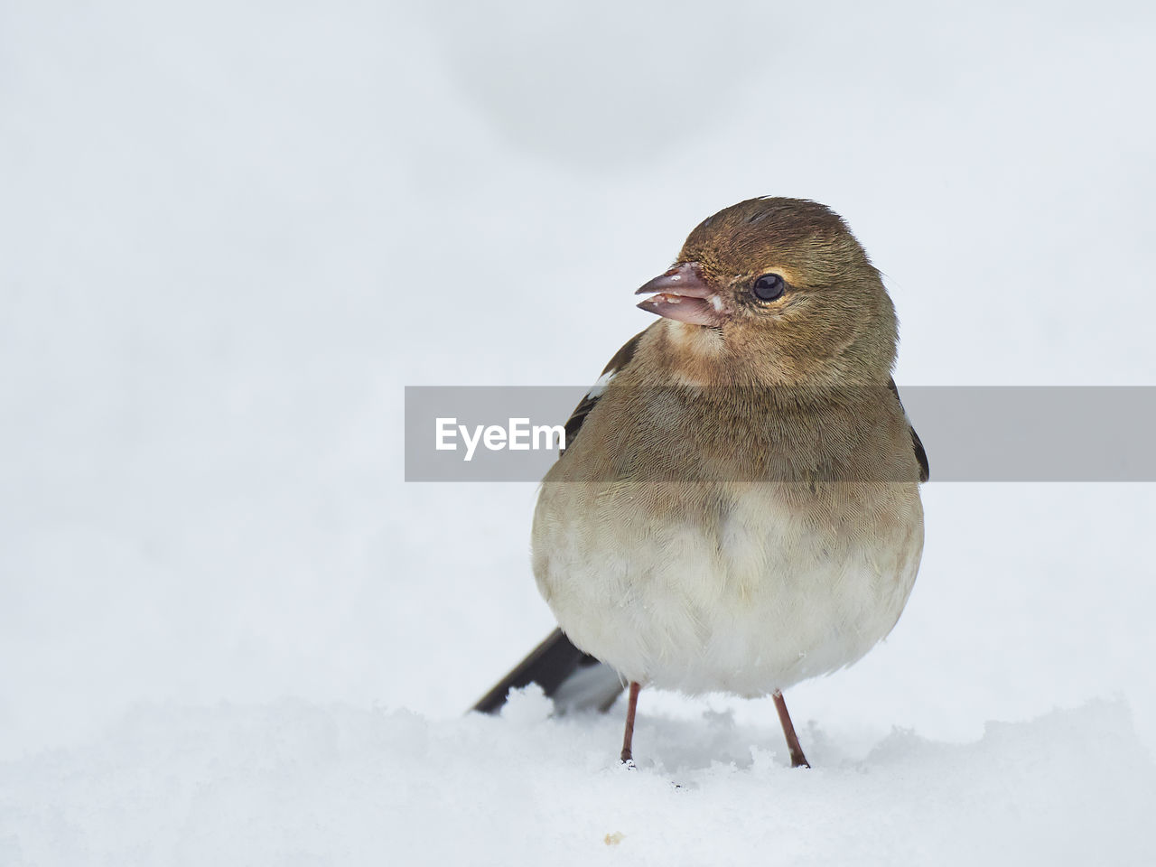 CLOSE-UP OF WHITE BIRD PERCHING ON SNOW