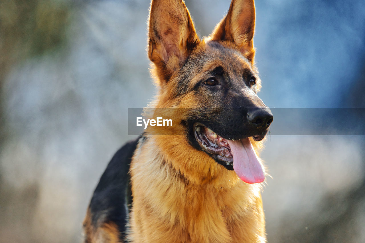 Close-up of a dog looking away