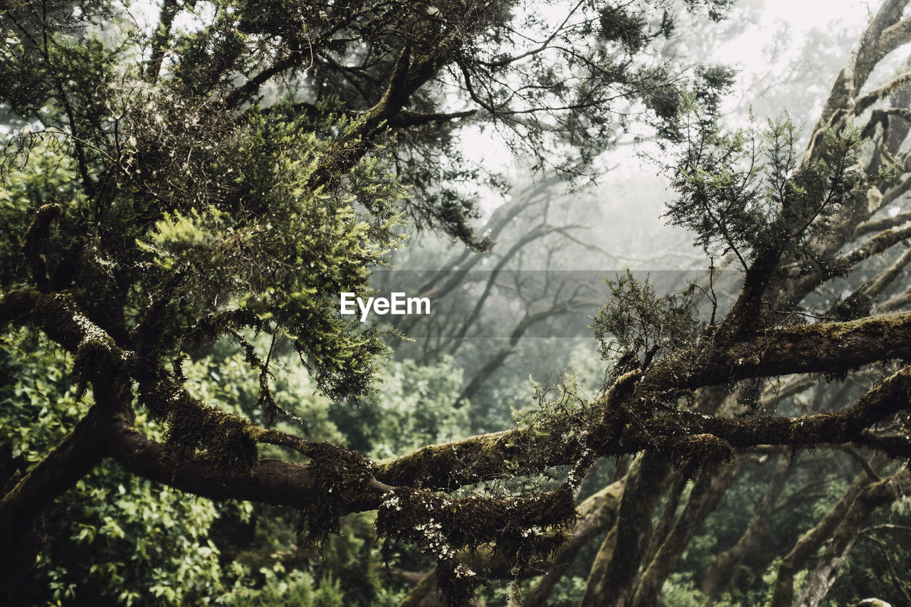 Lush branches in dense misty forest