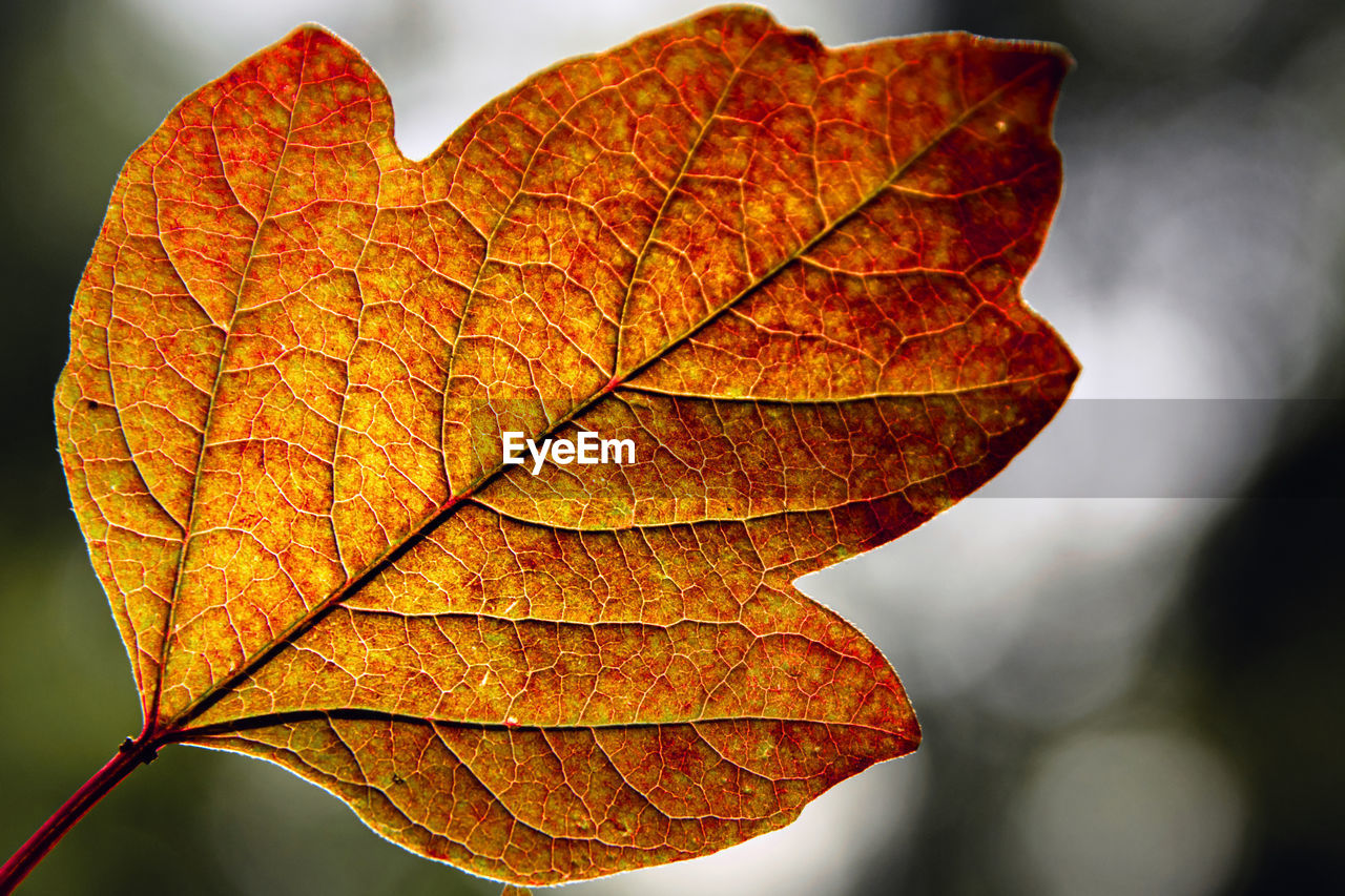 Close-up of dried maple leaf