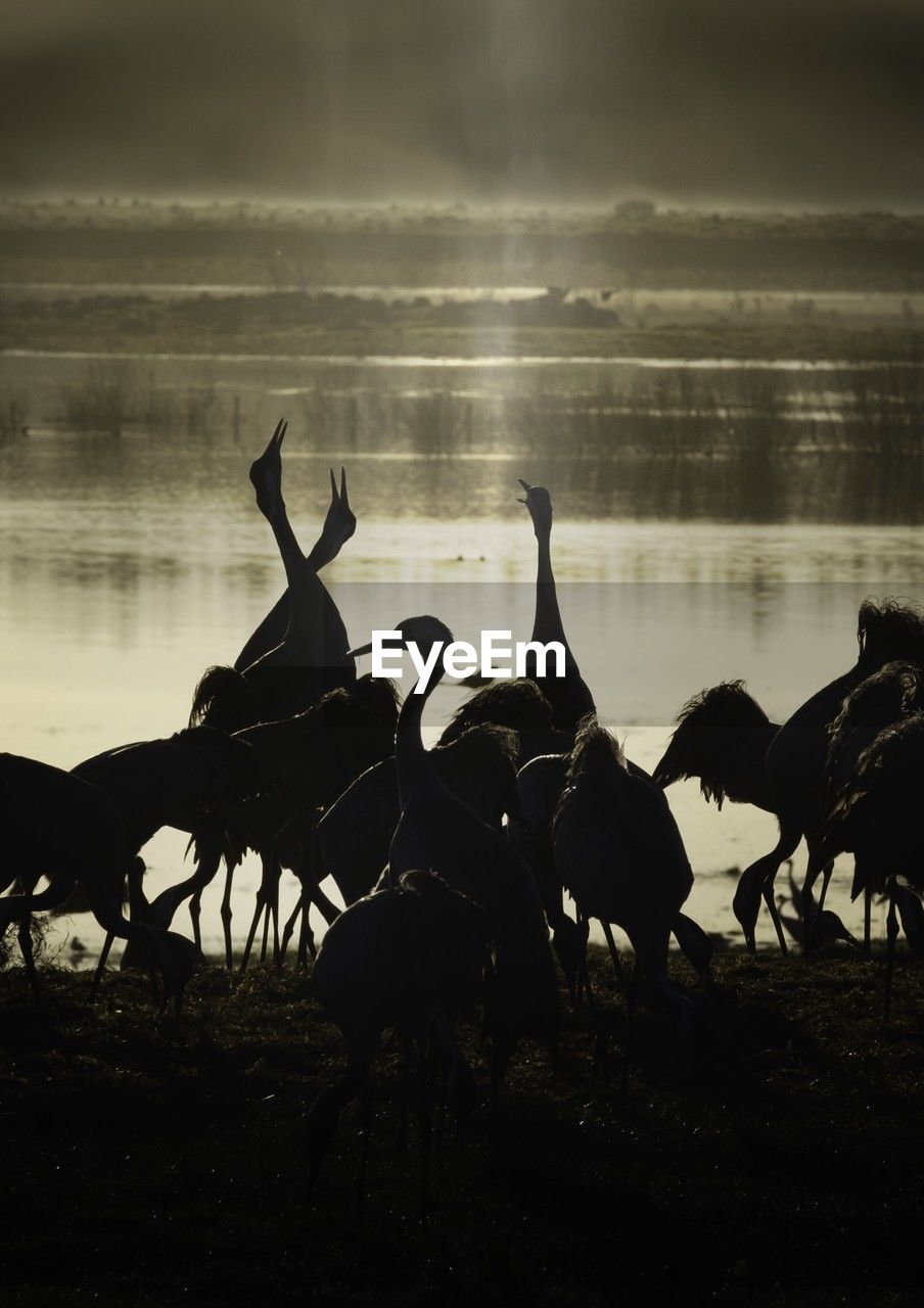 high angle view of horse standing in lake