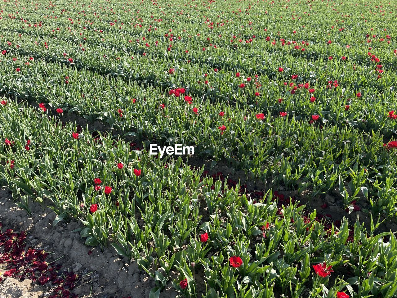 plant, growth, field, flower, land, nature, flowering plant, beauty in nature, freshness, green, no people, landscape, day, red, environment, outdoors, agriculture, grass, rural scene, tranquility, lawn, poppy, fragility, abundance, meadow, tulip, high angle view, scenics - nature, wildflower, crop