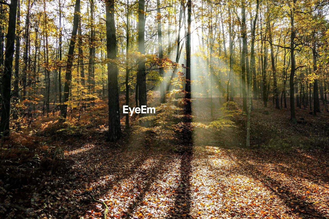 Sunlight streaming through trees in forest