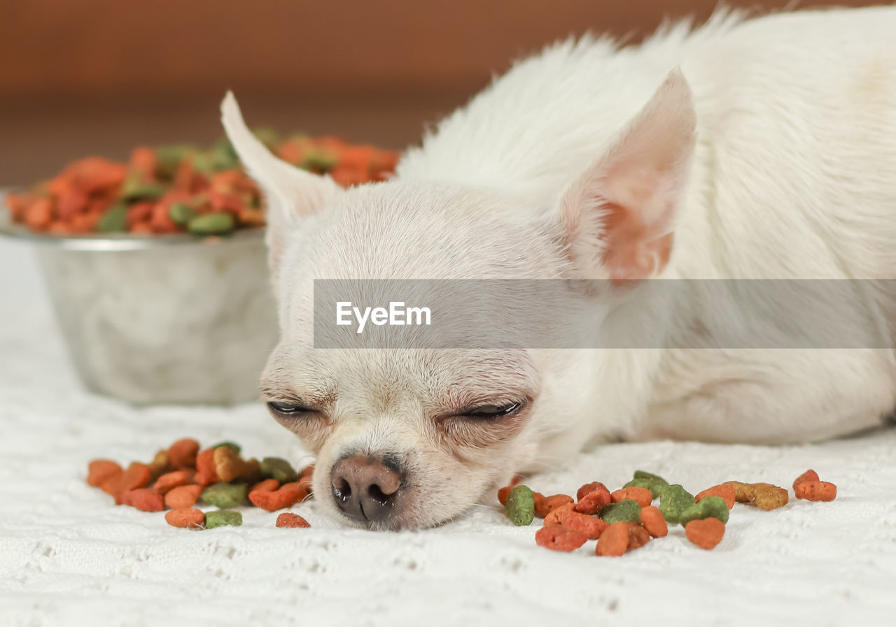 CLOSE-UP OF A DOG LYING ON THE FLOOR