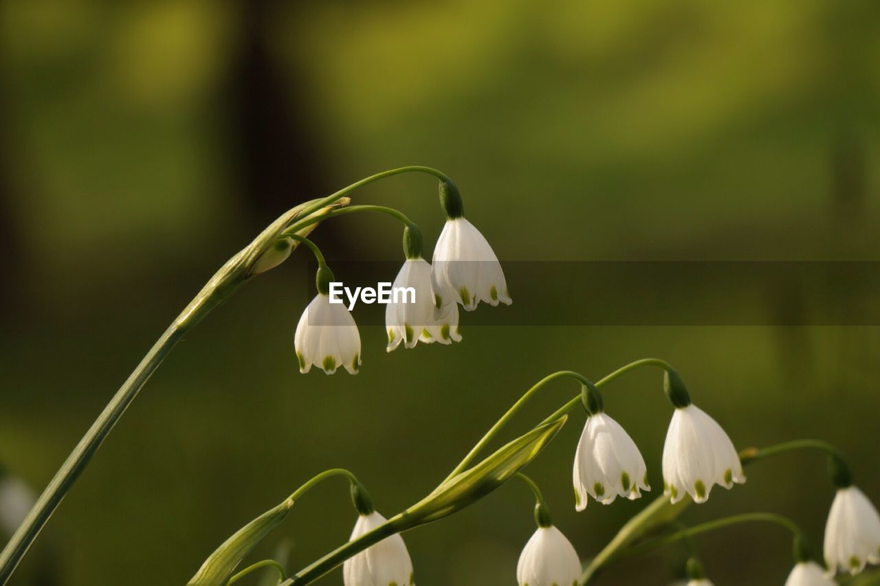 Close-up of white flowers