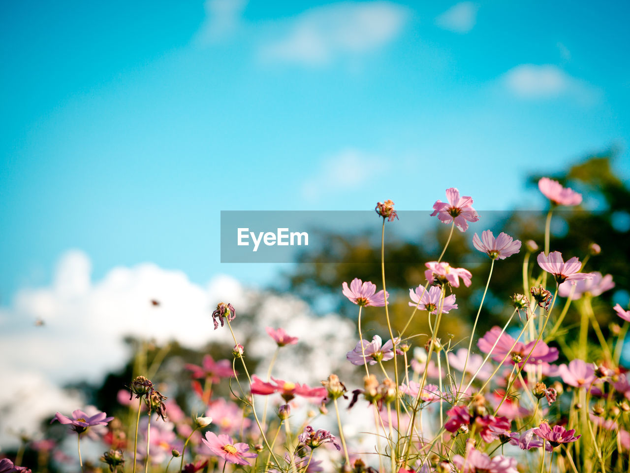Close-up of cosmos flowers blooming against sky