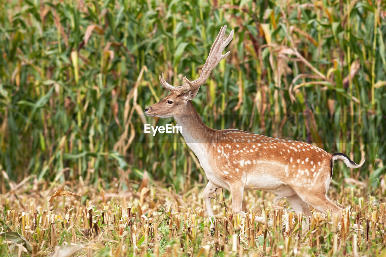 DEER STANDING IN FIELD