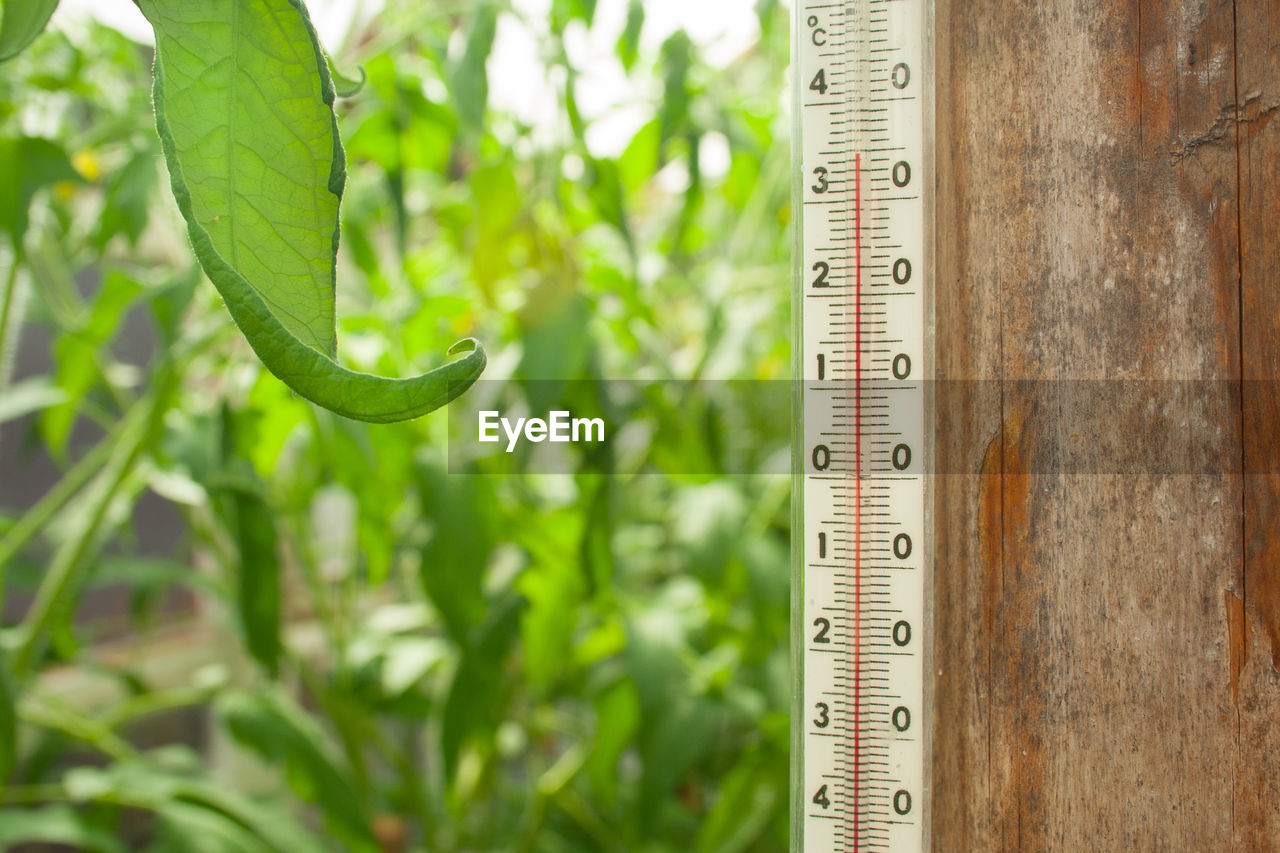 CLOSE-UP OF GREEN PLANTS