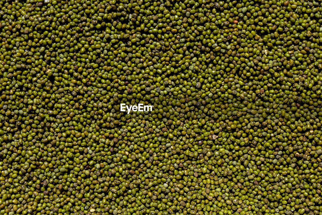 FULL FRAME SHOT OF FRESH GREEN PLANTS